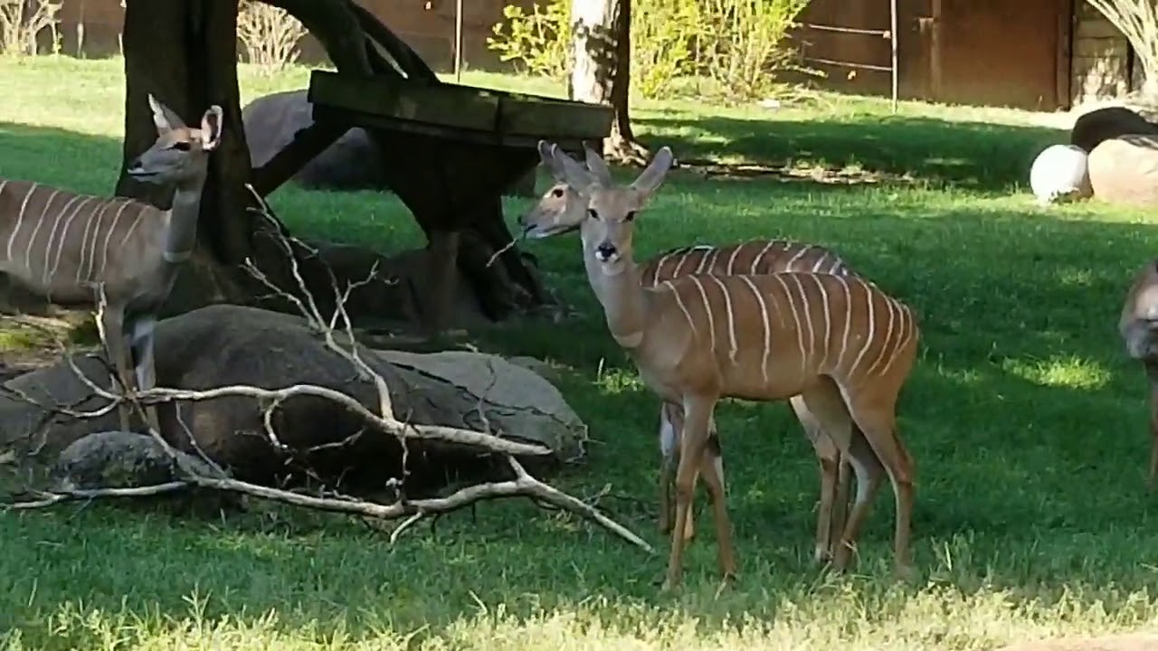 DAY 142- ST.LOUIS ZOO PART 1